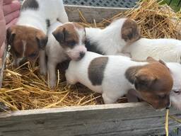 Štěňata Jack Russell teriéra