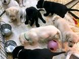 Štěňata labradorských retrívrů - photo 1