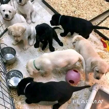 Štěňata labradorských retrívrů