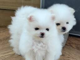 Štěňata pomeranianů