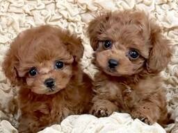 Štěňata Toypoodle