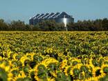 Sunflower oil and processed products