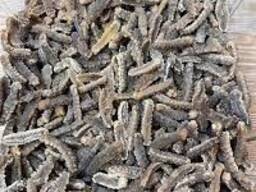 Sušená mořská okurka