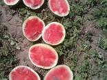 Vodní meloun - photo 1