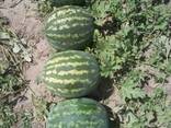 Vodní meloun - photo 2