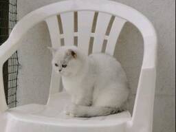 Вязка кота