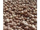 Wholesale price high quality raw betel dried indonesia betel nuts areca nut - фото 1