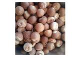 Wholesale price high quality raw betel dried indonesia betel nuts areca nut - фото 2
