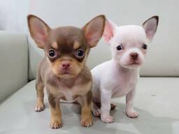 Wunderschöne Chihuahua-Welpen zur Vermittlung