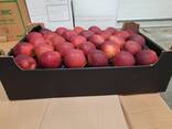 Яблоко (яблоки) из Польши - фото 3