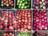 Яблука оптом Apples in bulk Ukraine LLC Mitlife - фото 1