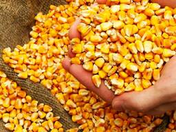 Žlutá geneticky nemodifikovaná kukuřice pro krmení zvířat - k dispozici 5000 tun.